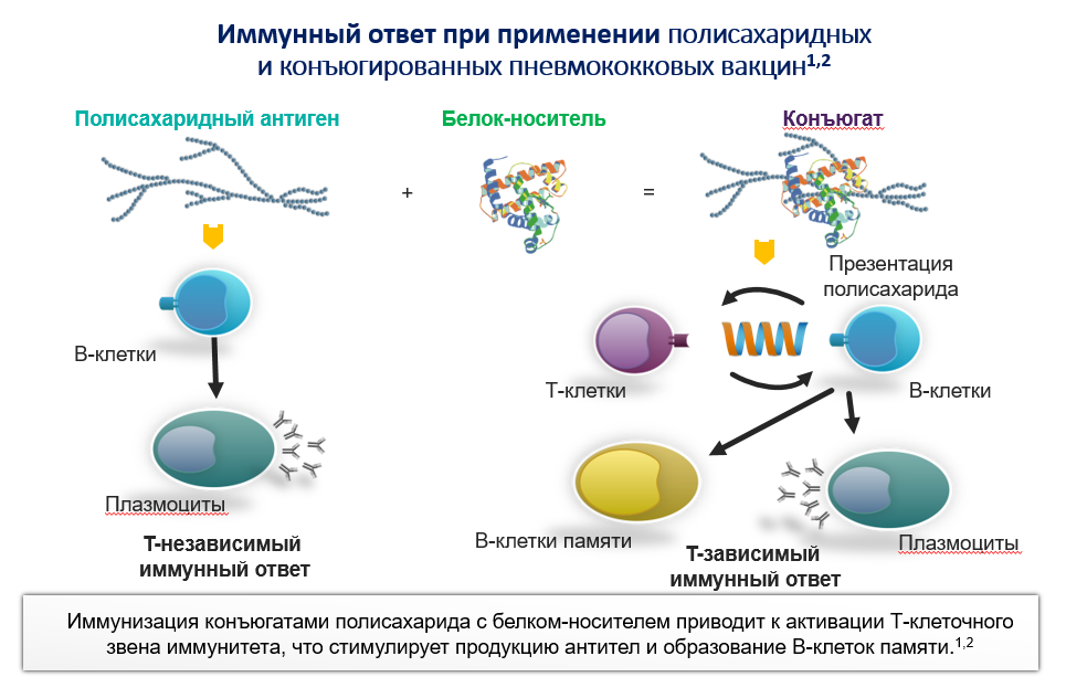 Особенности конъюгированных и полисахаридных вакцин Особенности конъюгированных и полисахаридных вакцин
